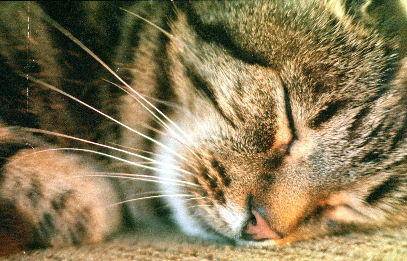 Florence has a sleep, from Harvester Way Randomness, Lymington, Hampshire - 19th July 1986