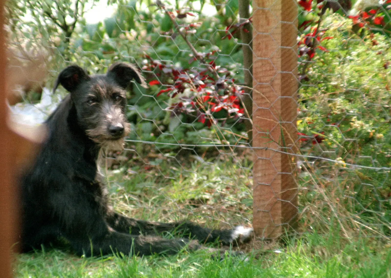 Next door's dog, from Harvester Way Randomness, Lymington, Hampshire - 19th July 1986