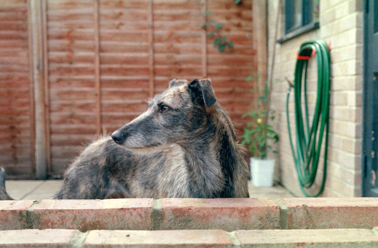 Another dog next door from Harvester Way Randomness, Lymington, Hampshire - 19th July 1986