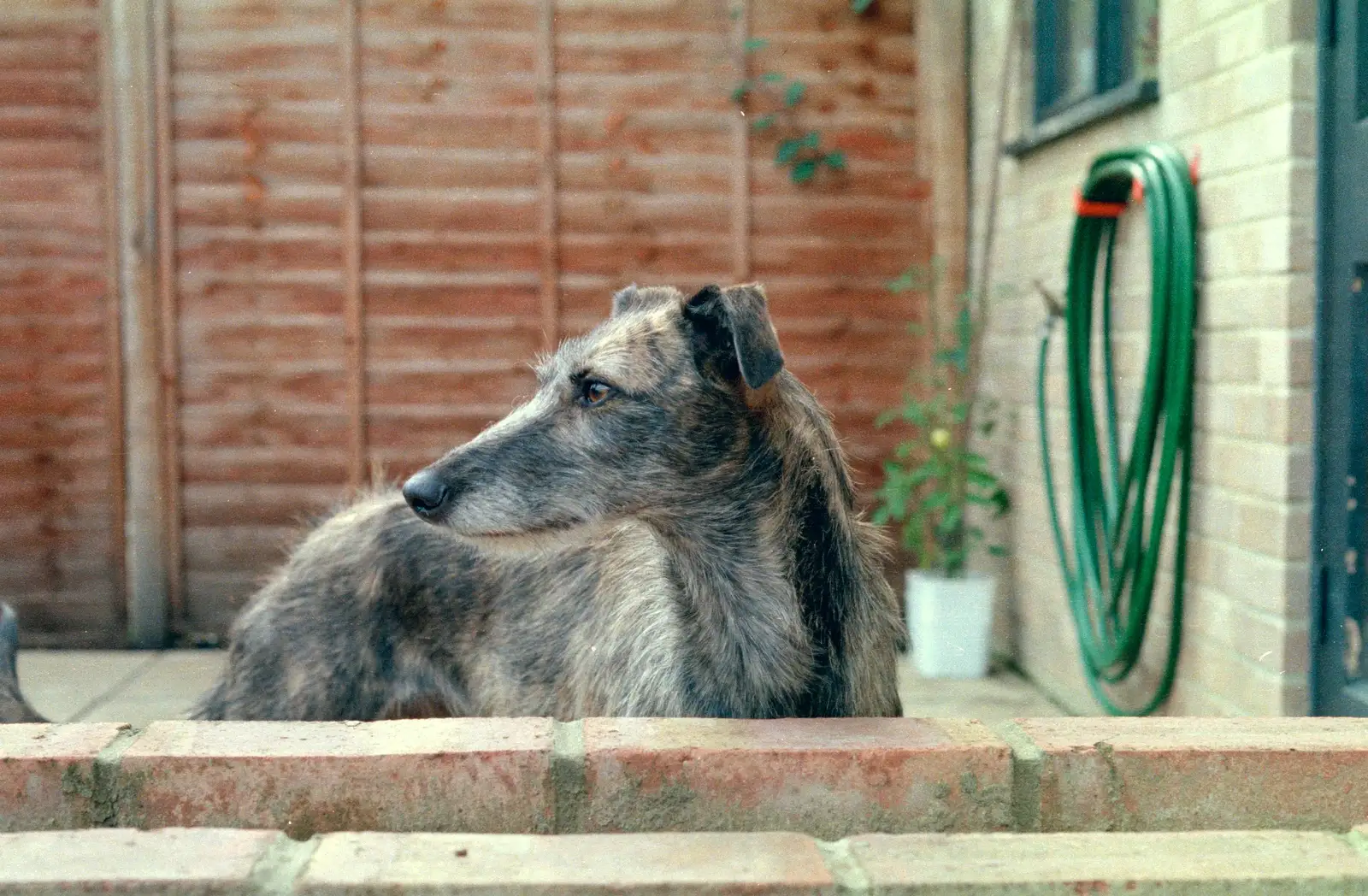 The dog next door, from Harvester Way Randomness, Lymington, Hampshire - 19th July 1986