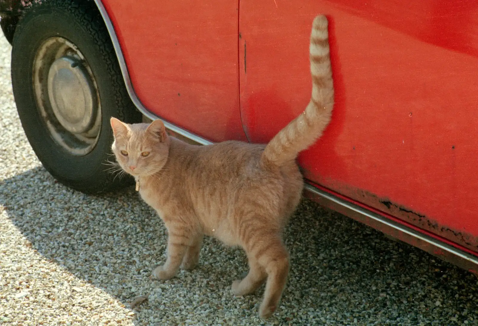 A stripey ginger cat and a rusty Mini, from Harvester Way Randomness, Lymington, Hampshire - 19th July 1986