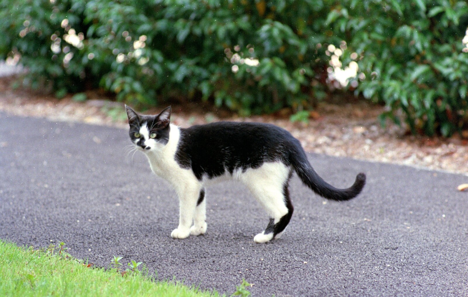Next-door's cat from Harvester Way Randomness, Lymington, Hampshire - 19th July 1986