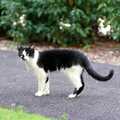 Next-door's cat, Harvester Way Randomness, Lymington, Hampshire - 19th July 1986