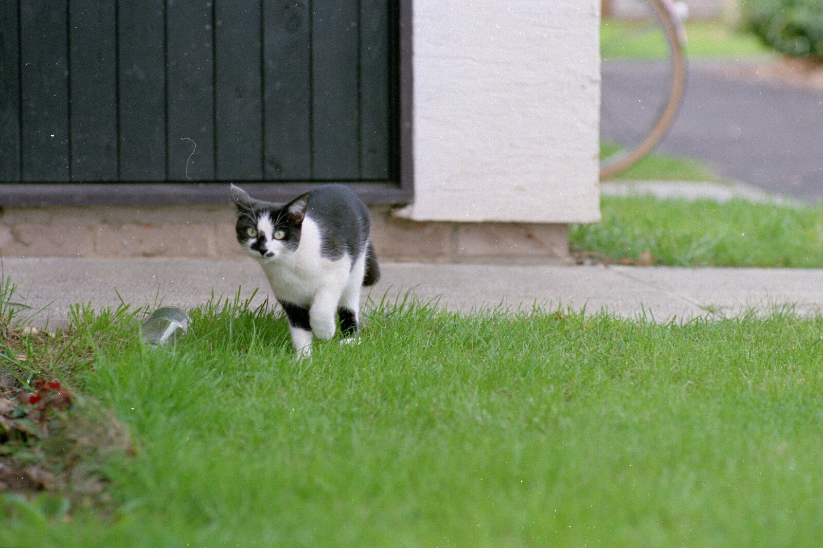 The cat from next door stalks something from Harvester Way Randomness, Lymington, Hampshire - 19th July 1986