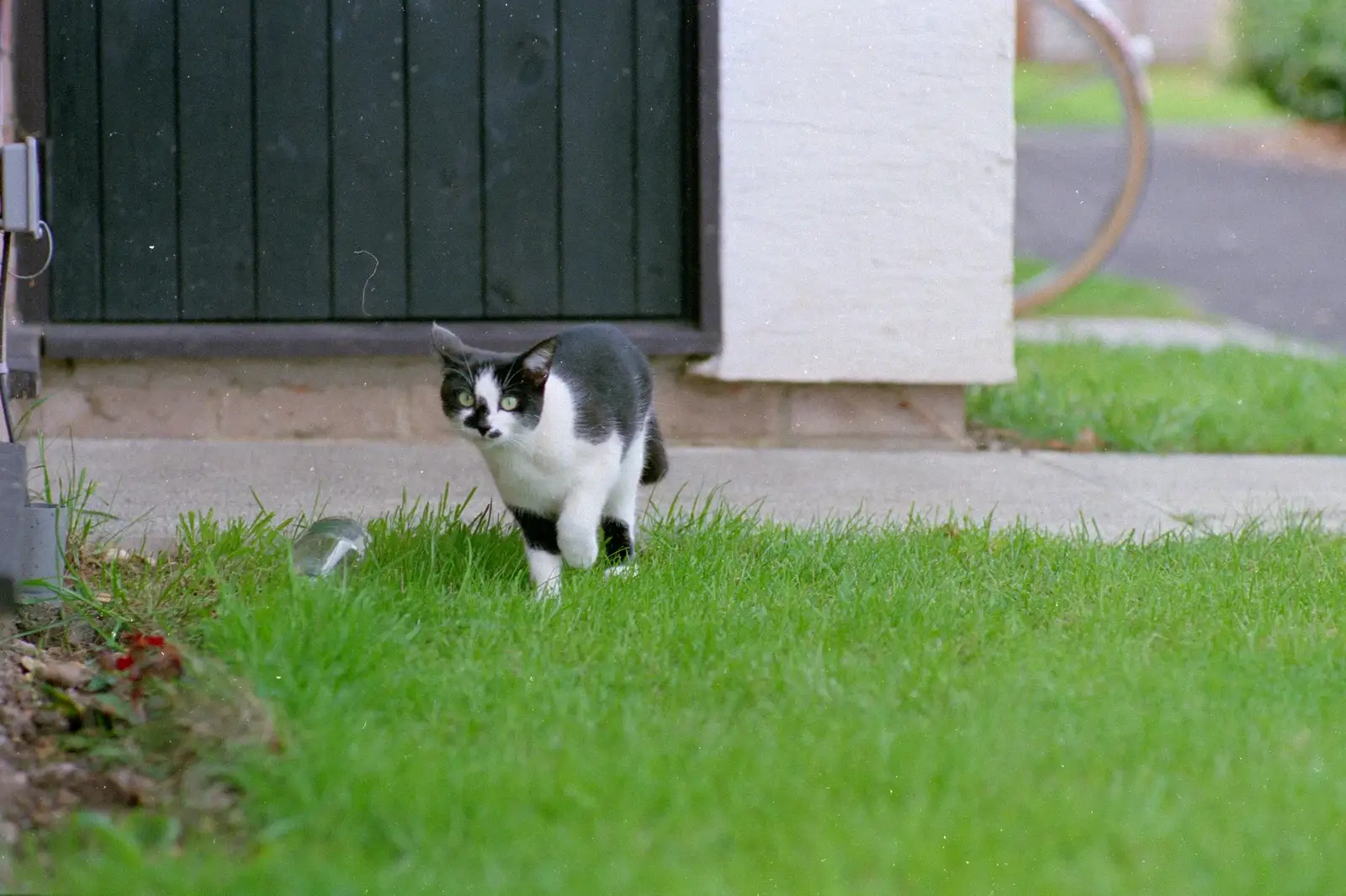 The cat from next door stalks something, from Harvester Way Randomness, Lymington, Hampshire - 19th July 1986