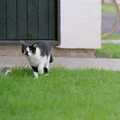 The cat from next door stalks something, Harvester Way Randomness, Lymington, Hampshire - 19th July 1986