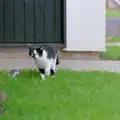 The cat from next door stalks something, Harvester Way Randomness, Lymington, Hampshire - 19th July 1986