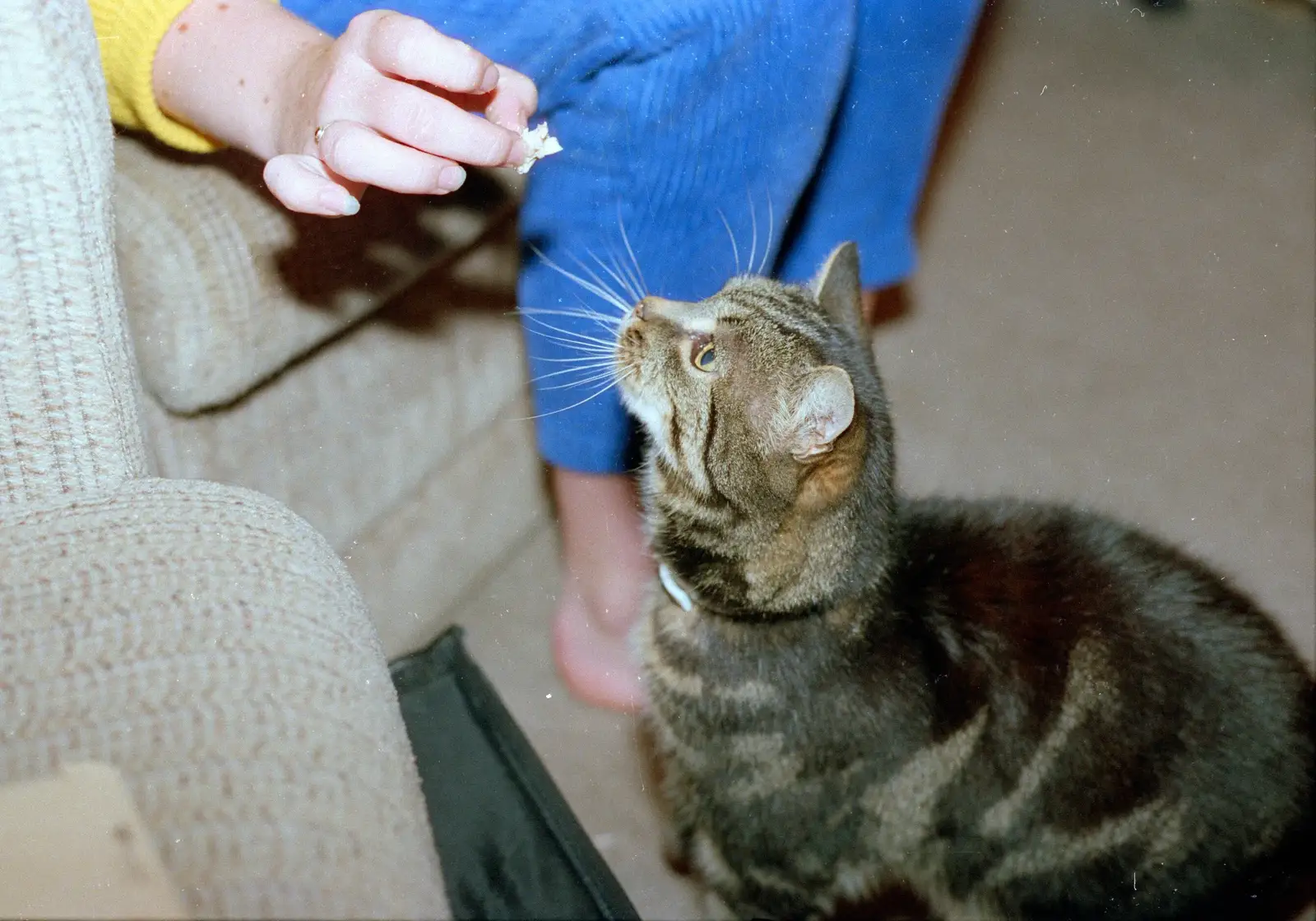 Florence is tempted by a scrap, from Harvester Way Randomness, Lymington, Hampshire - 19th July 1986