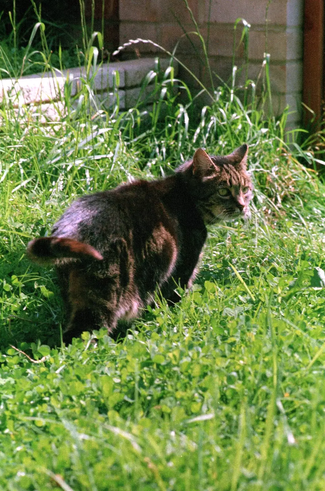 Fleabag roams around, from Harvester Way Randomness, Lymington, Hampshire - 19th July 1986