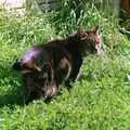 Fleabag roams around, Harvester Way Randomness, Lymington, Hampshire - 19th July 1986