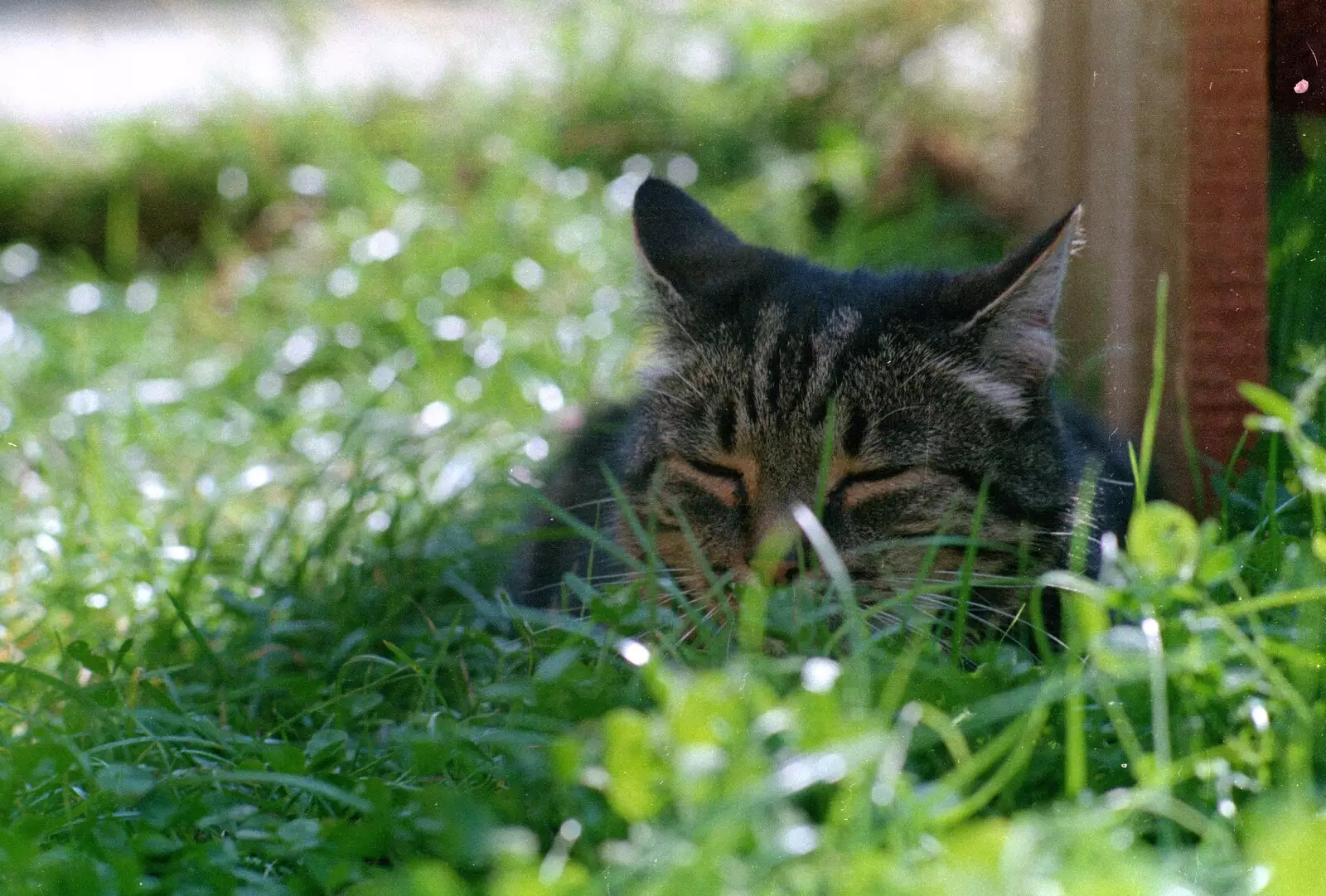 Florence has a sleep in the grass, from Harvester Way Randomness, Lymington, Hampshire - 19th July 1986