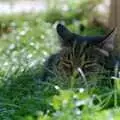 Florence has a sleep in the grass, Harvester Way Randomness, Lymington, Hampshire - 19th July 1986