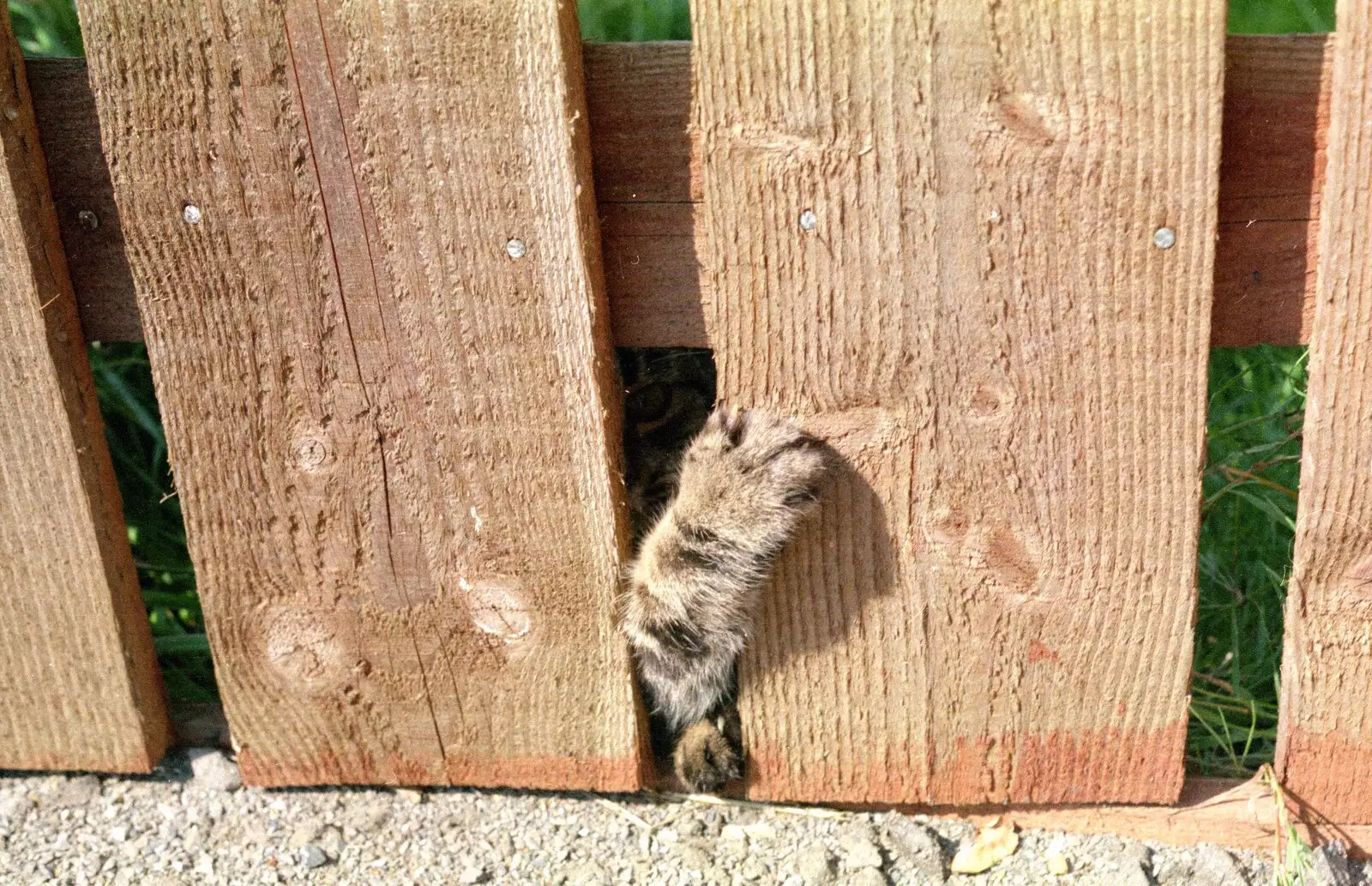 Florence's paw pokes through a fence, from Harvester Way Randomness, Lymington, Hampshire - 19th July 1986