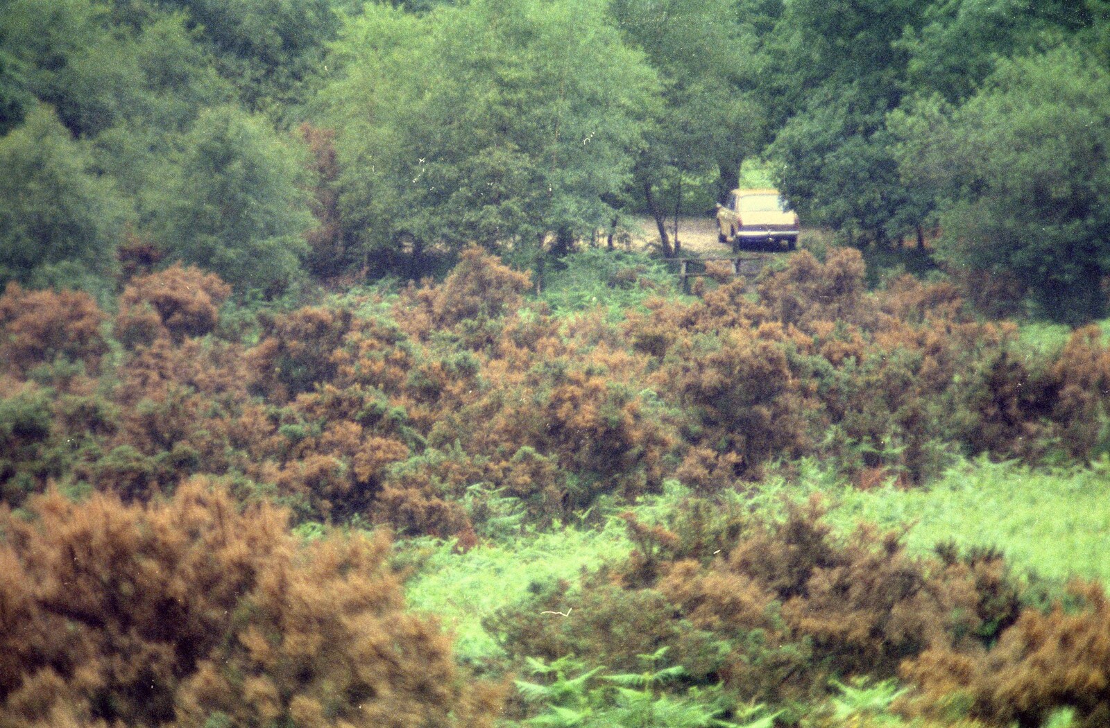 New Forest bracken from A CB Wedding and a Derelict Railway, Hampshire - 20th July 1986