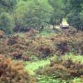 New Forest bracken, A CB Wedding and a Derelict Railway, Hampshire - 20th July 1986