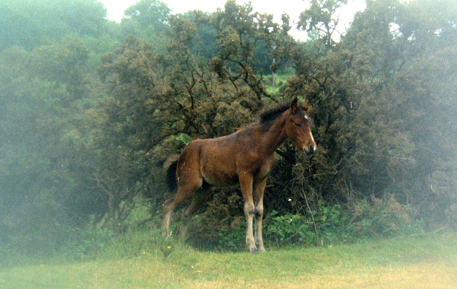 A New Forest foal from A CB Wedding and a Derelict Railway, Hampshire - 20th July 1986