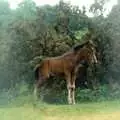 A New Forest foal, A CB Wedding and a Derelict Railway, Hampshire - 20th July 1986