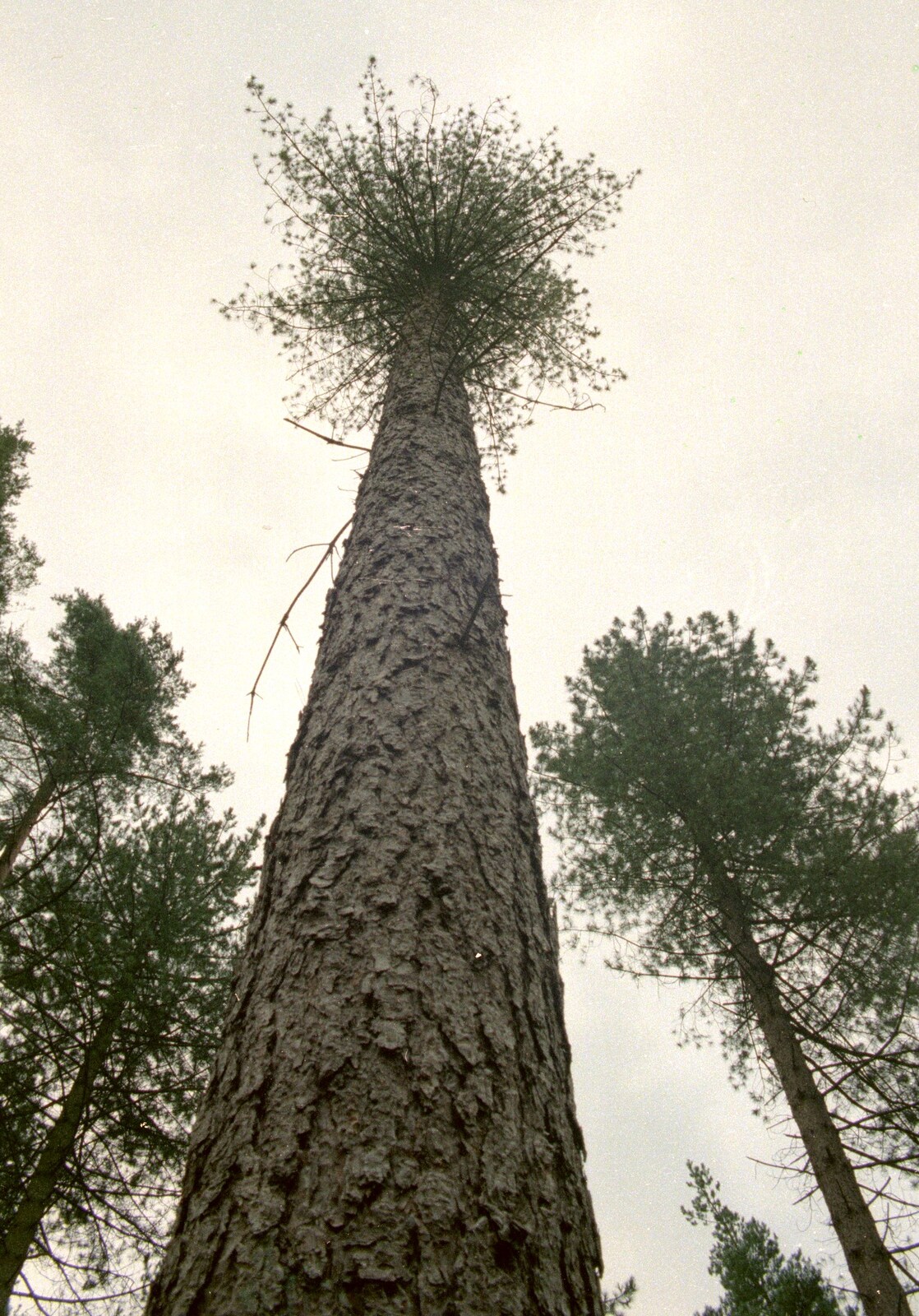 A tuft of foliage on a tall pine tree from Bracken Way, Walkford, Dorset - 15th September 1986