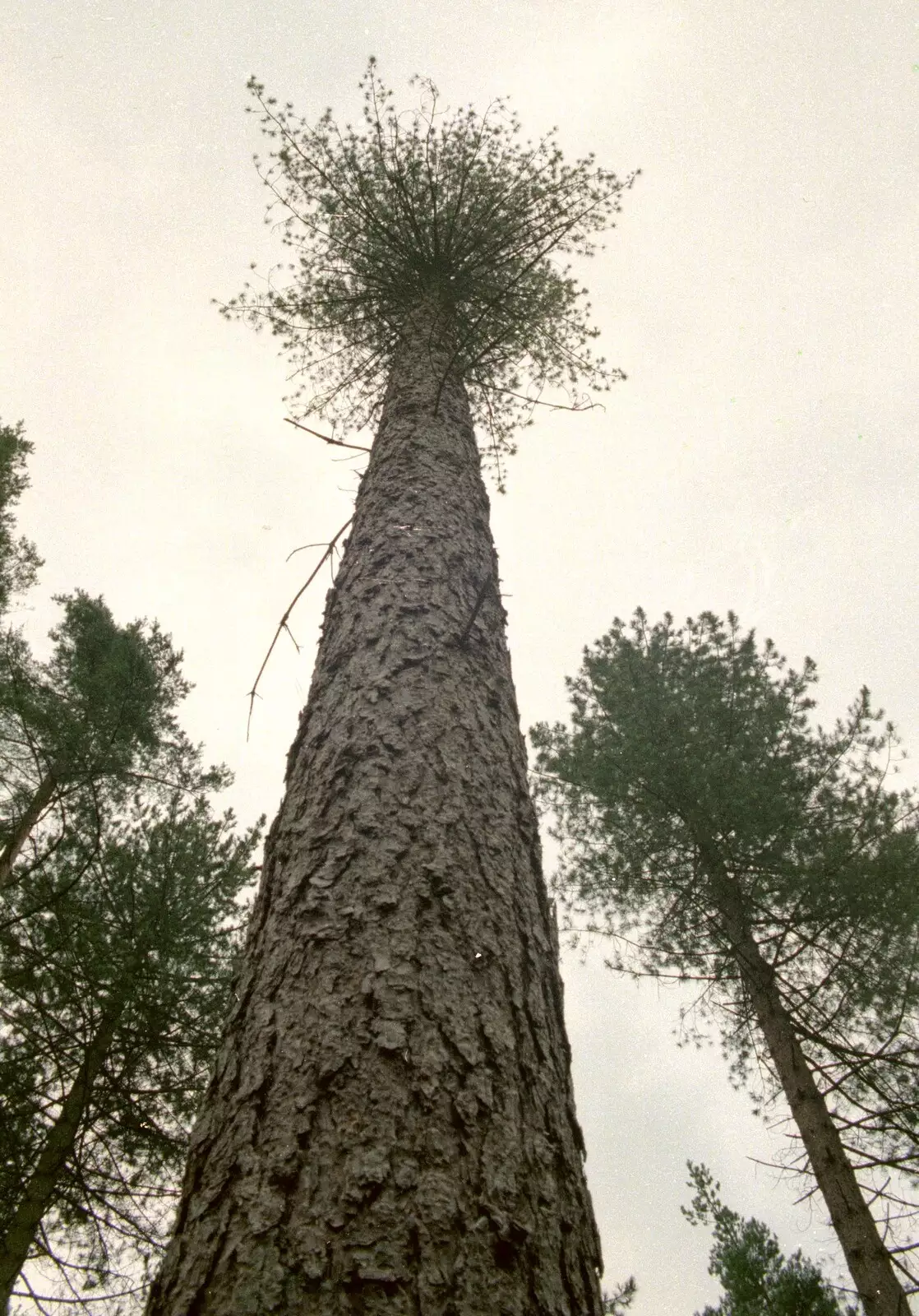 A tuft of foliage on a tall pine tree, from Bracken Way, Walkford, Dorset - 15th September 1986