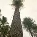 A tuft of foliage on a tall pine tree, Bracken Way, Walkford, Dorset - 15th September 1986