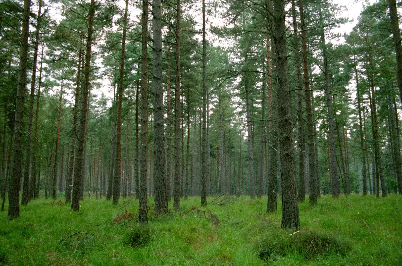 A stack of straight pine trees, from Bracken Way, Walkford, Dorset - 15th September 1986