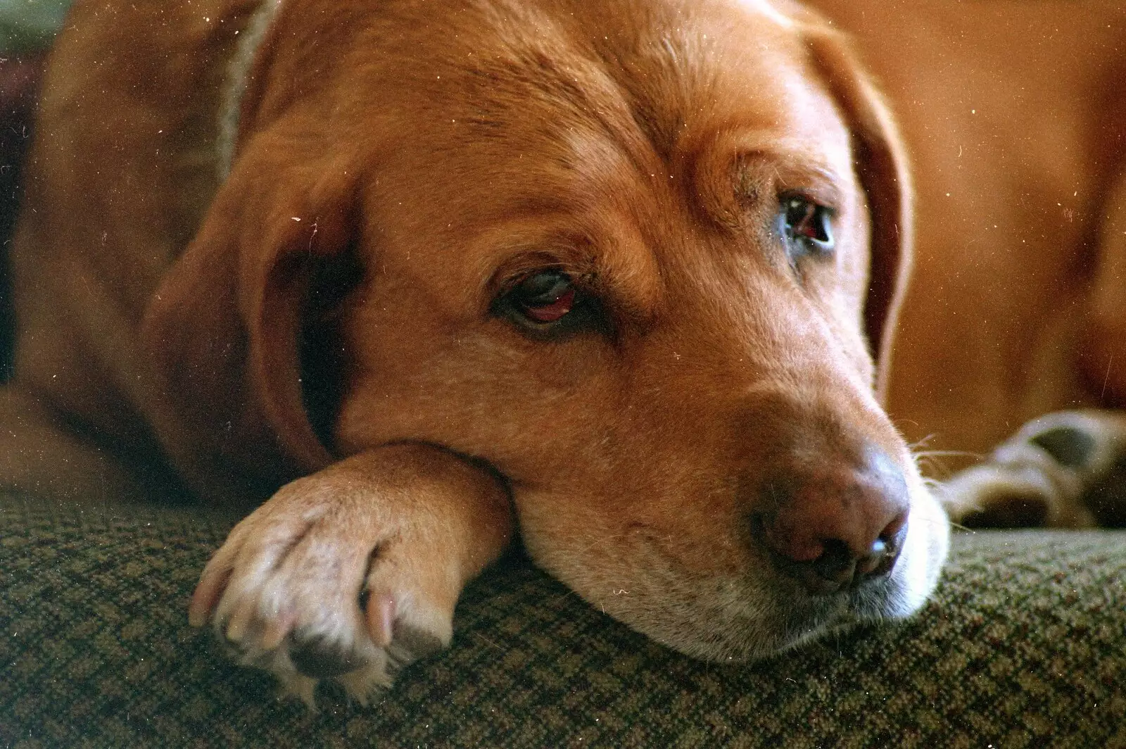 Hamish's dog Geordie looks all sad, from Bracken Way, Walkford, Dorset - 15th September 1986