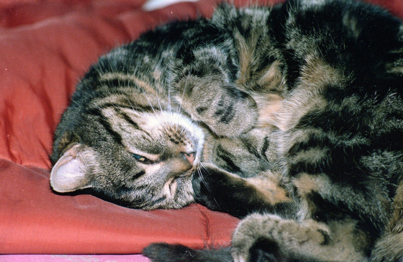 Florence the cat from Grape Picking and the Trip Back to Poly, Bransgore and London - 20th September 1986