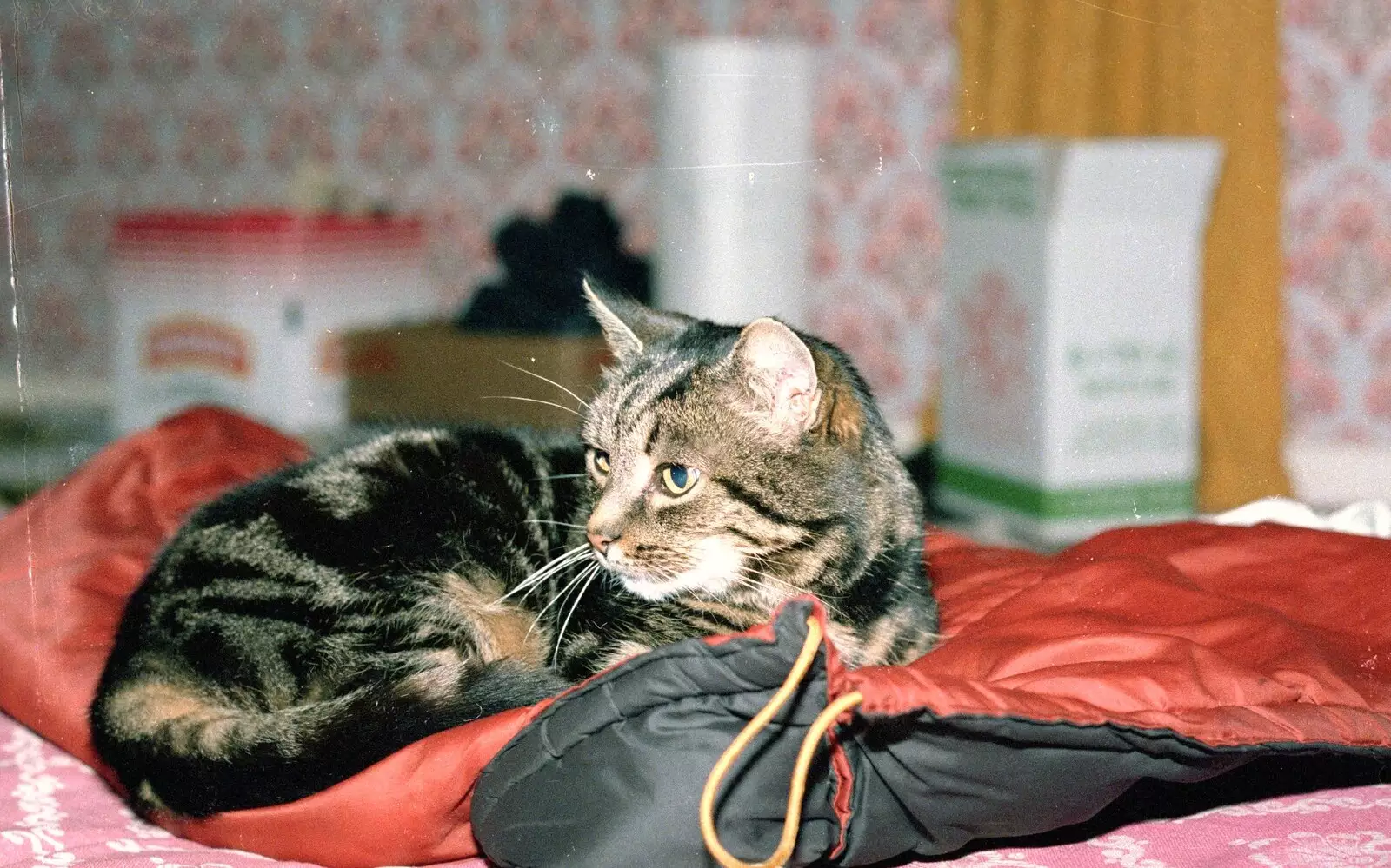 Florence sits on an old sleeping bag, from Grape Picking and the Trip Back to Poly, Bransgore and London - 20th September 1986