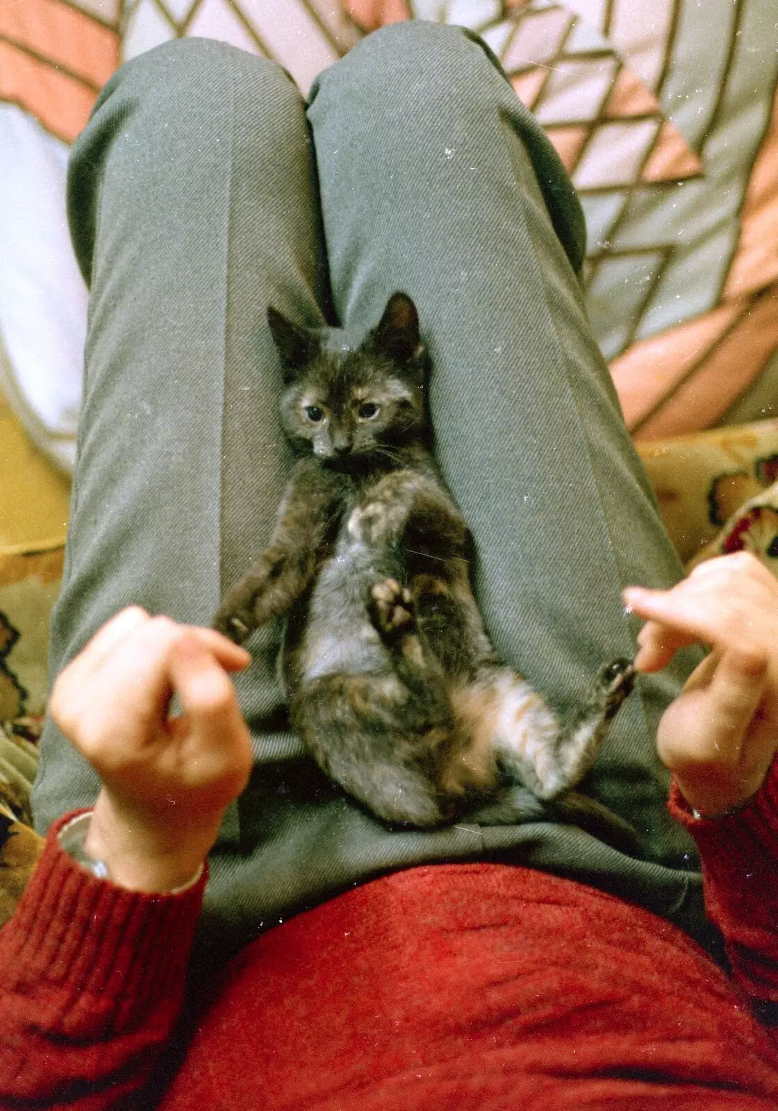 Ed plays around with the new kitten, 'Christmas', from A Bit of Bracken Way Pre-Christmas, Walkford, Dorset - 24th December 1986