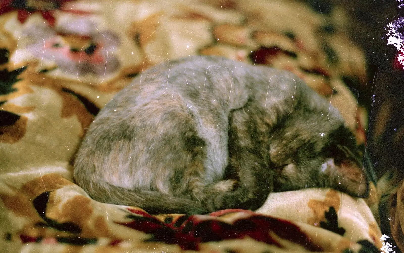 Christmas has a sleep, from A Bit of Bracken Way Pre-Christmas, Walkford, Dorset - 24th December 1986