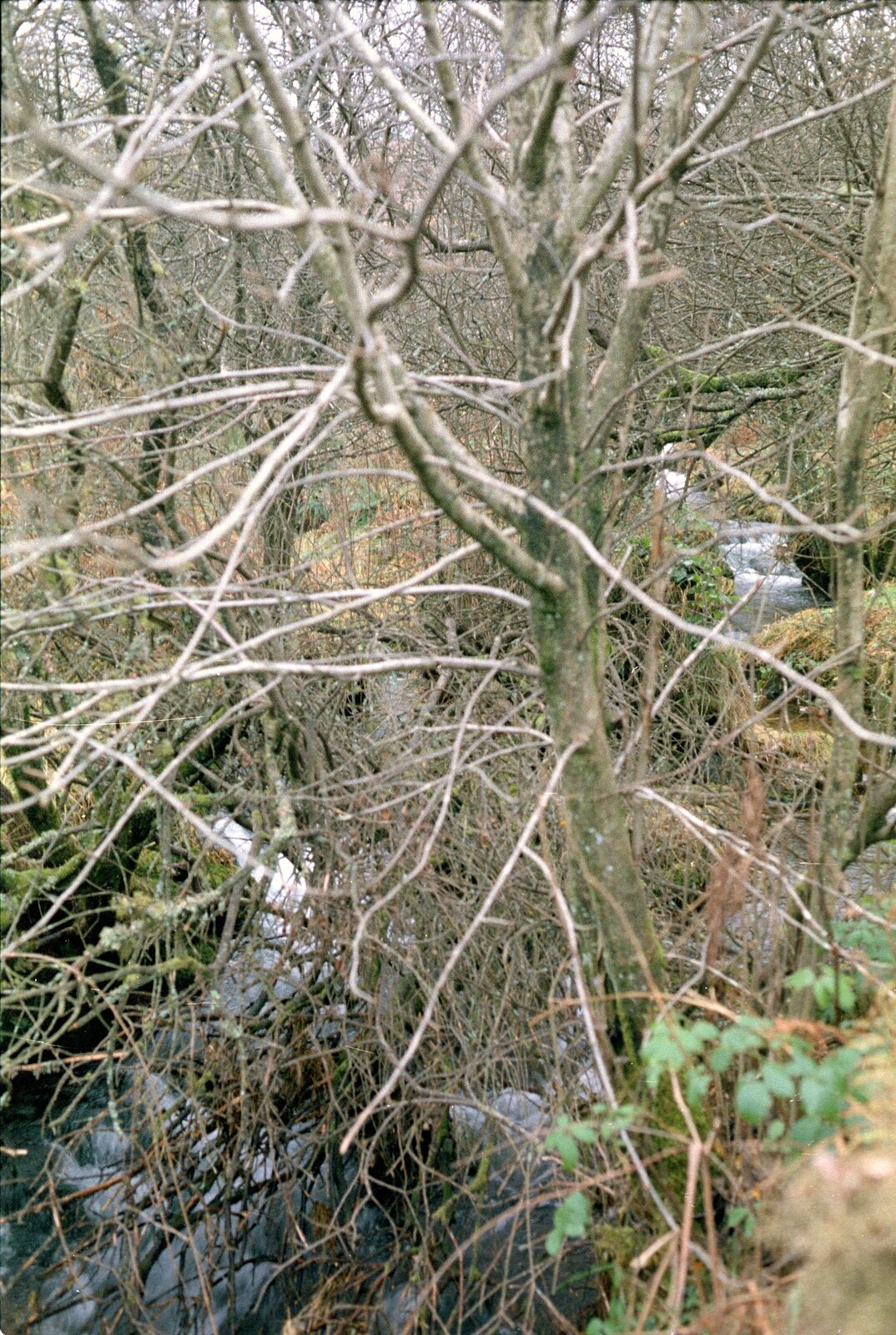 Bare trees from Uni: A Trip to Venford Resevoir, Dartmoor, Devon - 18th January 1987