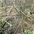 Bare trees, Uni: A Trip to Venford Resevoir, Dartmoor, Devon - 18th January 1987