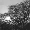 A tree skeleton, Uni: The Second Year in Black and White, Plymouth Polytehnic, Devon - 8th March 1987