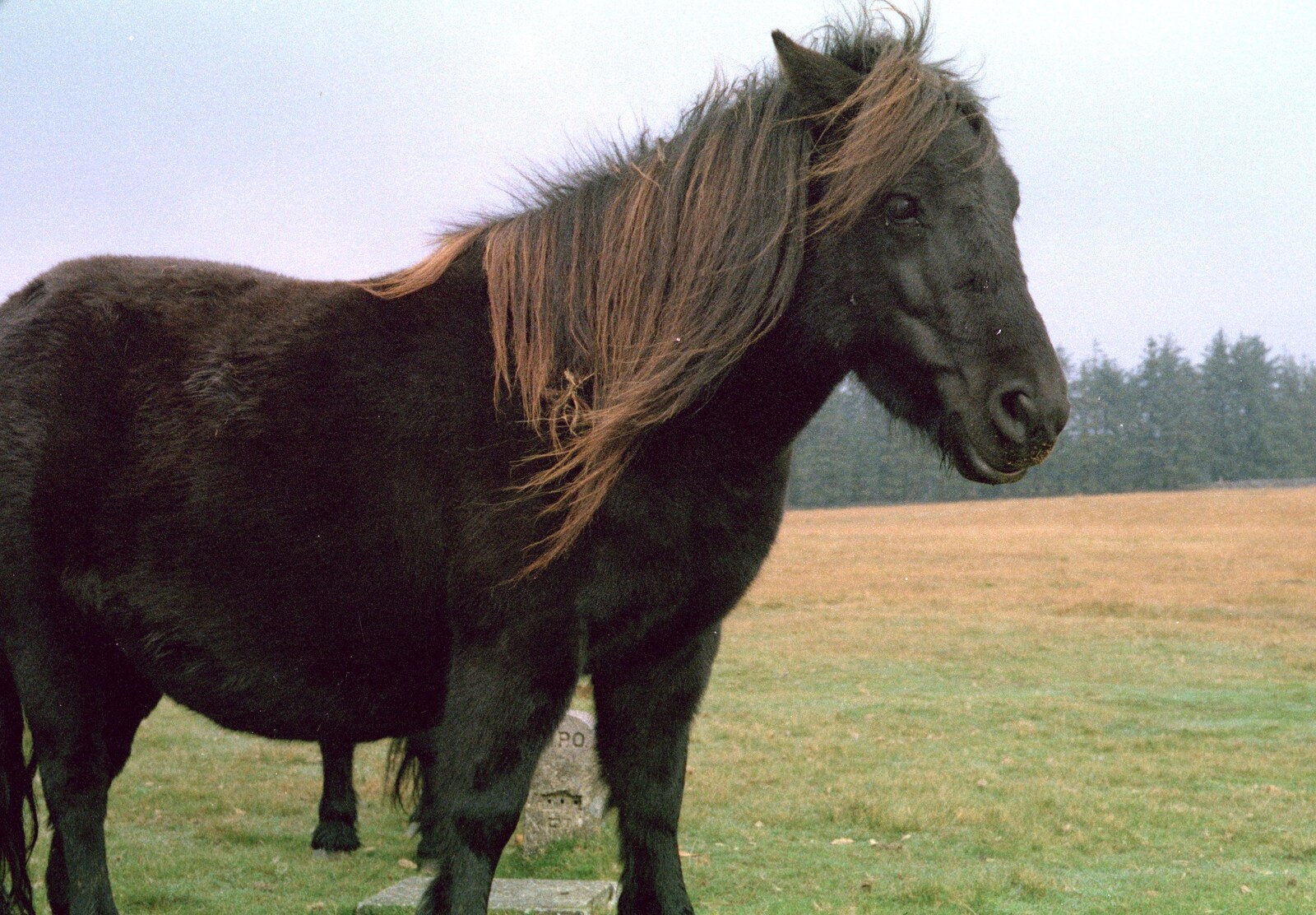 A Dartmoor pony from A Trip to Trotsky's Mount, Dartmoor, Devon - 20th March 1987