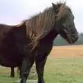 A Dartmoor pony, A Trip to Trotsky's Mount, Dartmoor, Devon - 20th March 1987