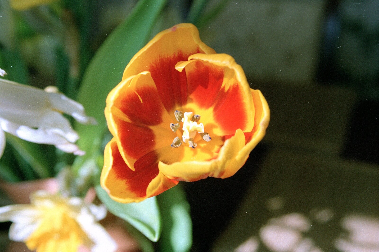 A tulip from Mother's 40th, Burton, Christchurch, Dorset - 18th April 1987
