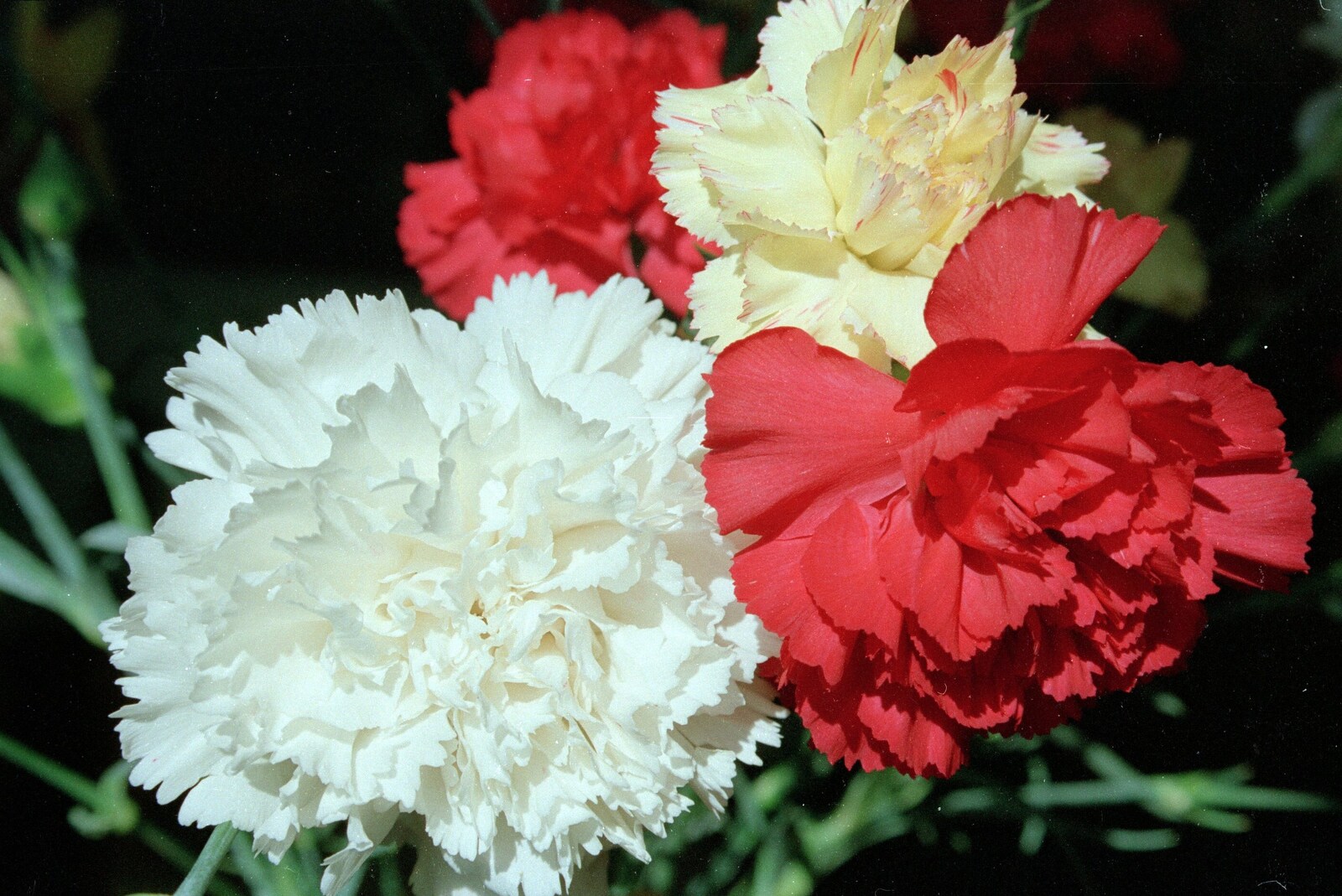A bunch of carnations from Mother's 40th, Burton, Christchurch, Dorset - 18th April 1987