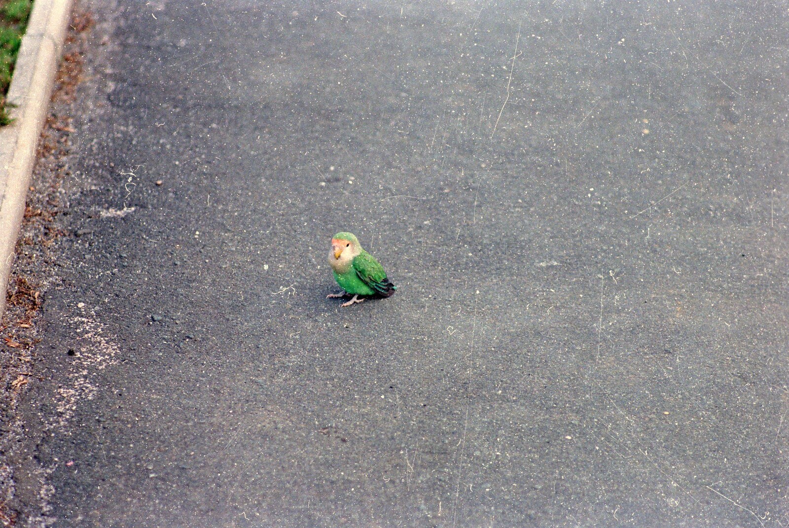 A random parakeet is spotted somewhere from Uni: A Neath Road Summer, St. Jude's, Plymouth - 18th August 1987