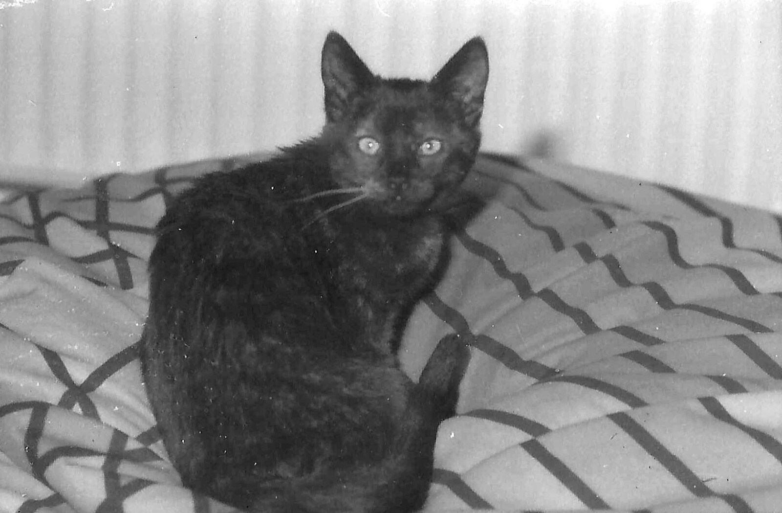Christmas the kitten from Uni: A Neath Road Summer, St. Jude's, Plymouth - 18th August 1987