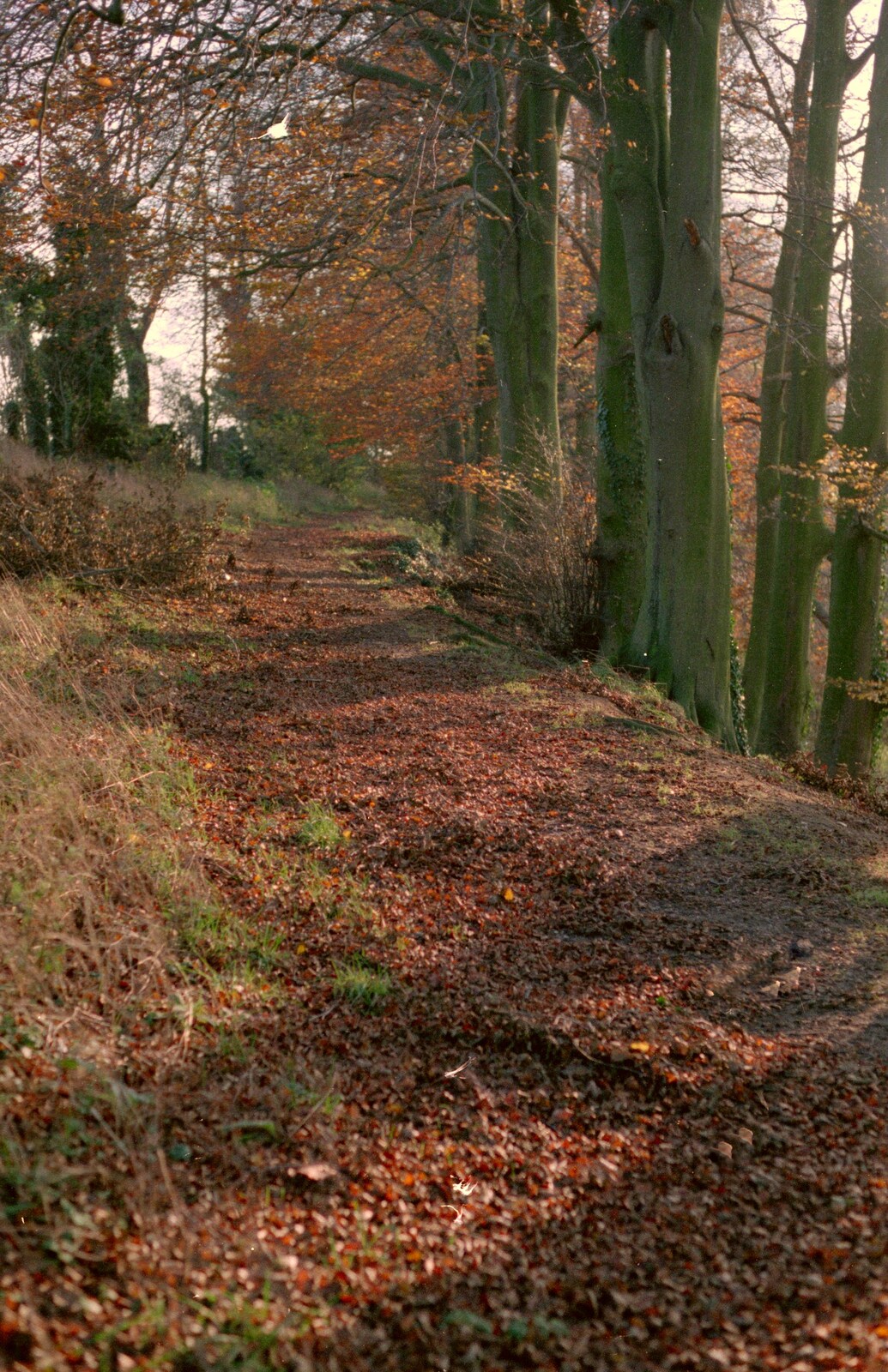 A leafy lane from Sean Visits and a Trip to Costessey, Norwich, Norfolk - 14th October 1987
