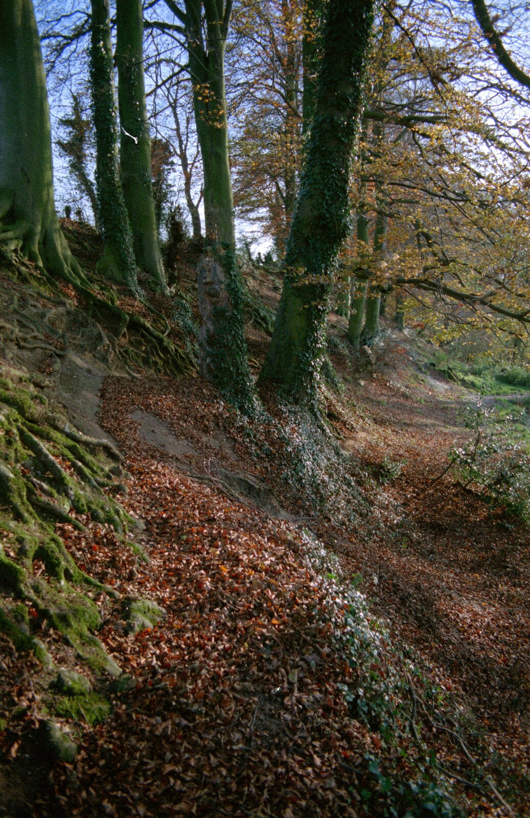 More woodland scenes from Sean Visits and a Trip to Costessey, Norwich, Norfolk - 14th October 1987