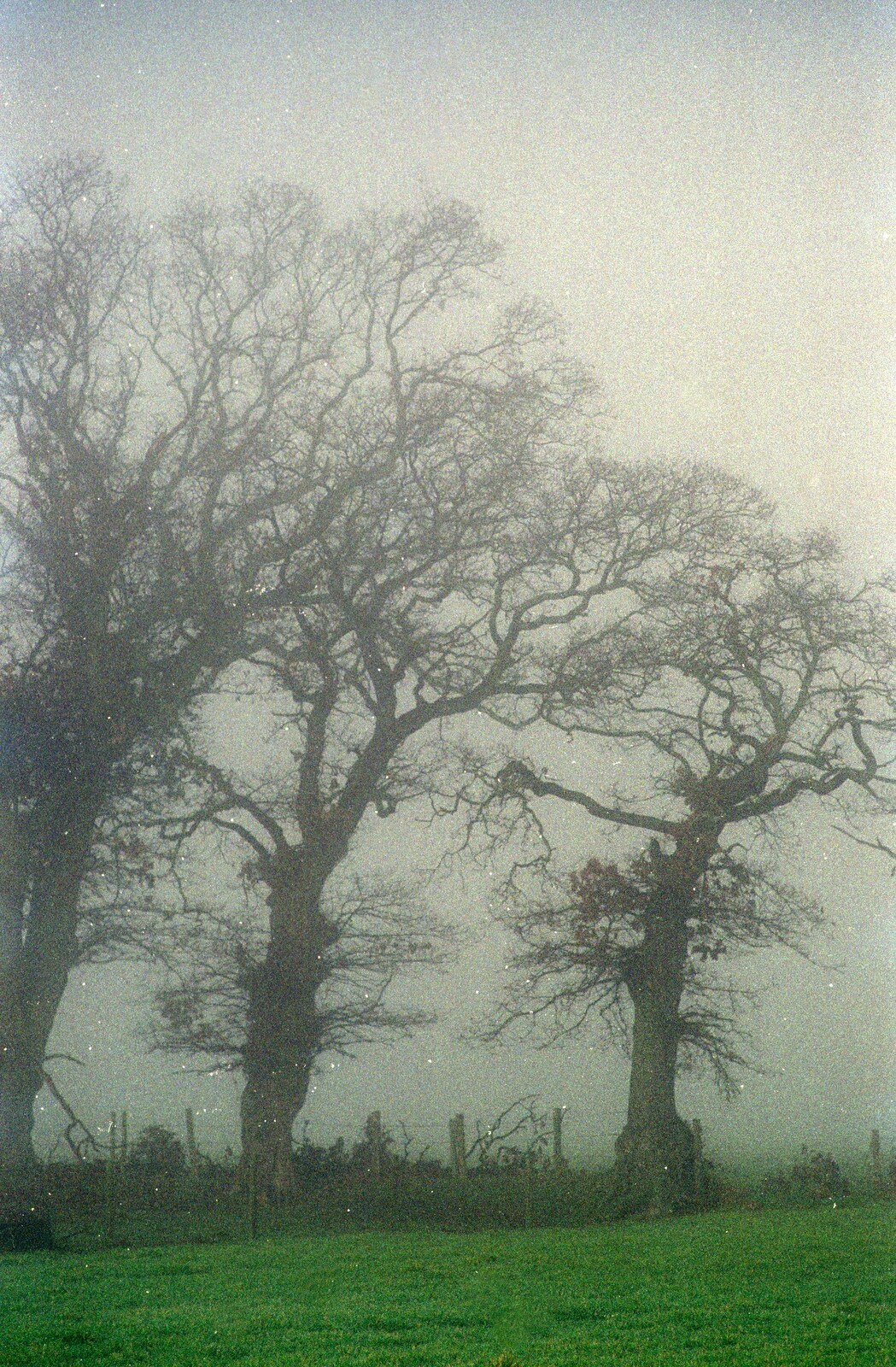 Misty trees from A Visit to Sheringham, North Norfolk - 20th November 1987