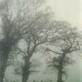 Misty trees, A Visit to Sheringham, North Norfolk - 20th November 1987
