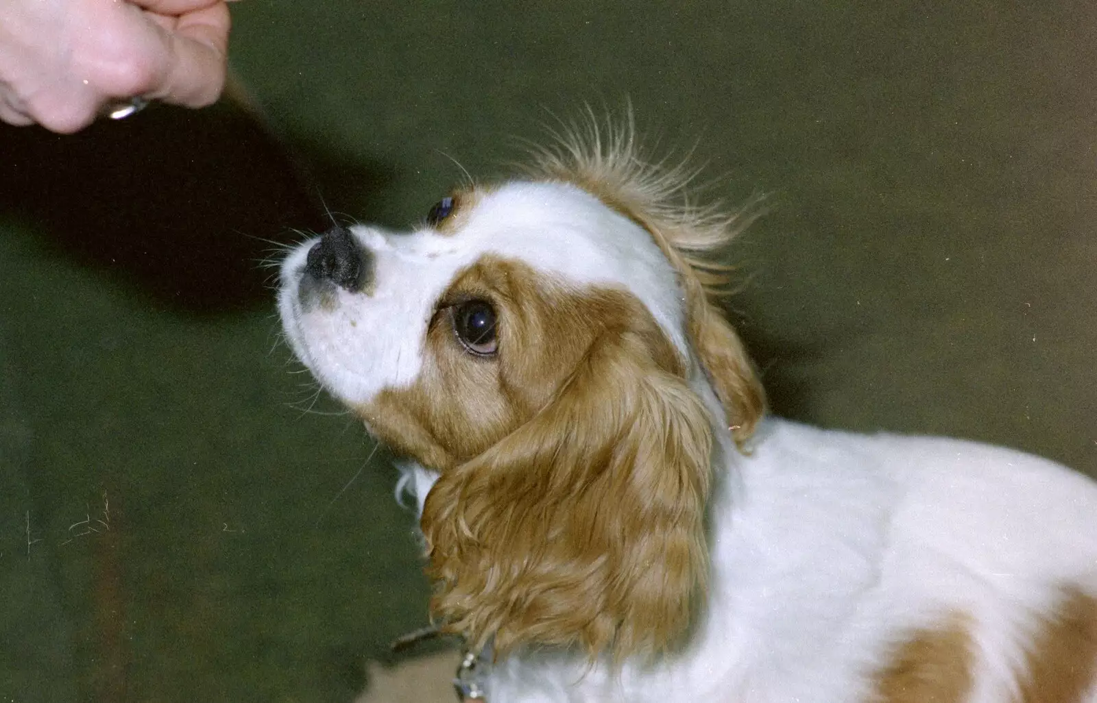 The dog gets a snack, from Soman-Wherry Footie Action, Norfolk - 25th February 1988