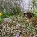 Florence the cat in a bed of flowers, Bransgore Barbeque and Soman-Wherry Drinks, Dorset and Norwich - 2nd April 1988