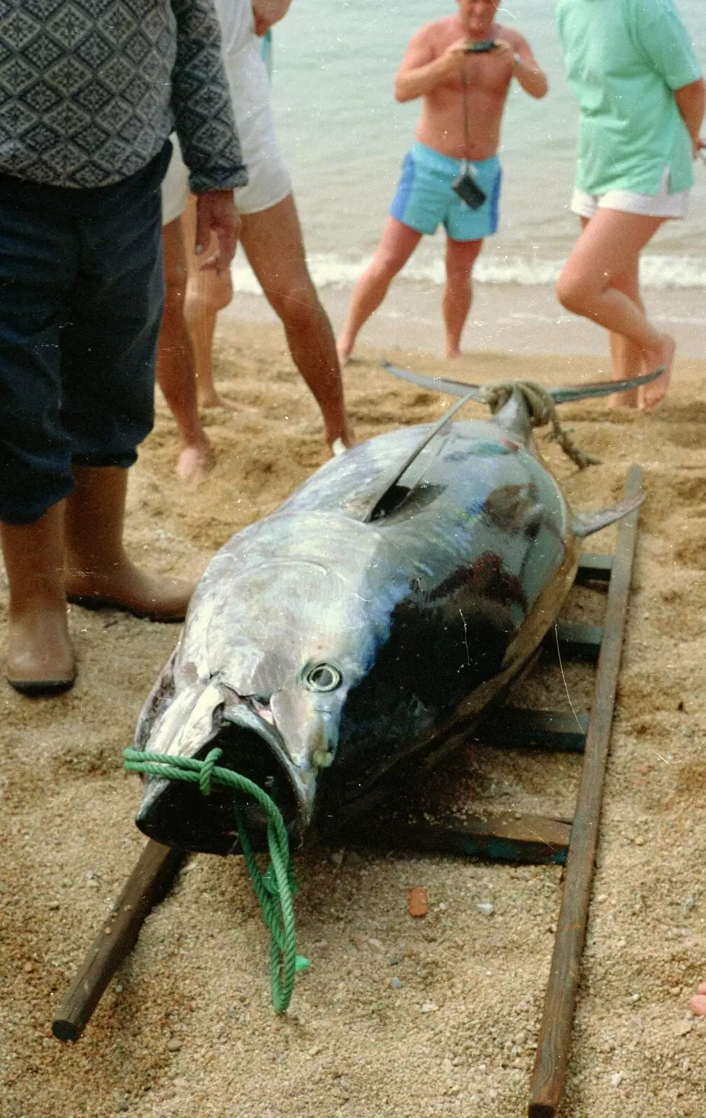 A monster tuna fish, from A Soman-Wherry Press Boat Trip, Horning, The Broads, Norfolk - 8th May 1988