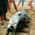 1988 Monster tuna fish