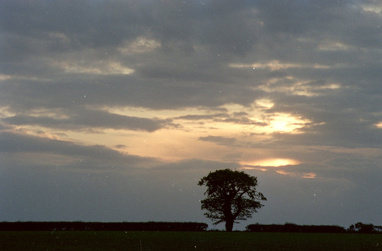 A lonely tree from Sewell's Cottage Garden Telly, Red House, Norfolk - 14th May 1988
