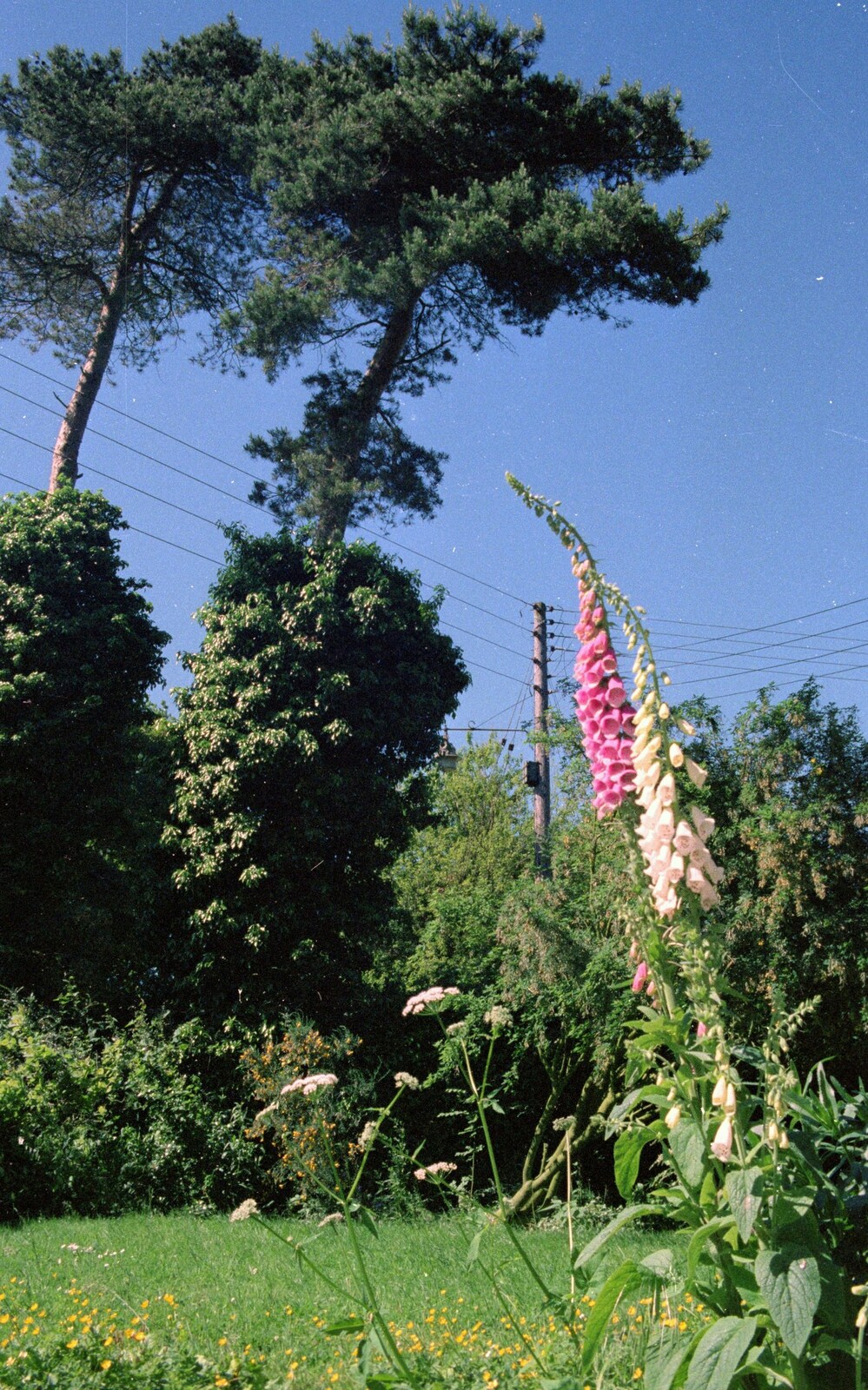 Sewell's Cottage Garden Telly, Red House, Norfolk - 14th May 1988: Foxgloves in the garden