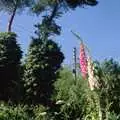 Foxgloves in the garden, Sewell's Cottage Garden Telly, Red House, Norfolk - 14th May 1988